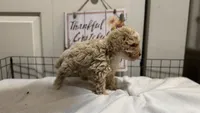 Mando, a male Poodle - Miniature  for sale in Gahanna, OH – 7 of 10