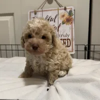 Mando, a male Poodle - Miniature  for sale in Gahanna, OH – 6 of 10