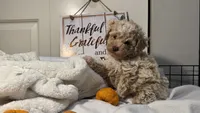 Mando, a male Poodle - Miniature  for sale in Gahanna, OH – 5 of 10