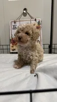 Mando, a male Poodle - Miniature  for sale in Gahanna, OH – 8 of 10