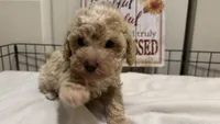 Mando, a male Poodle - Miniature  for sale in Gahanna, OH – 2 of 10