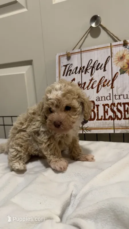 Mando – Poodle - Miniature  puppy for sale in Gahanna, OH