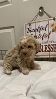 Mando, a male Poodle - Miniature  for sale in Gahanna, OH – 1 of 10