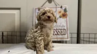 Mando, a male Poodle - Miniature  for sale in Gahanna, OH – 4 of 10