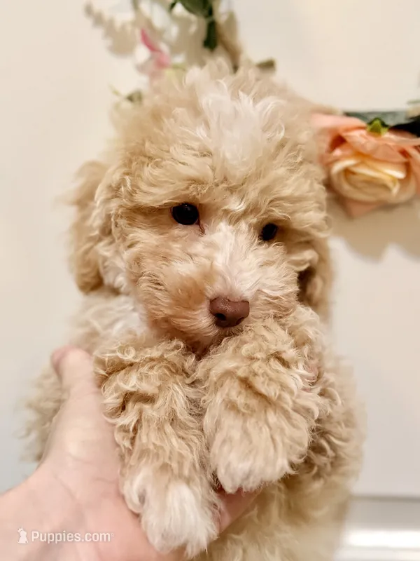 Mando – Poodle - Miniature  puppy for sale in Columbus, OH