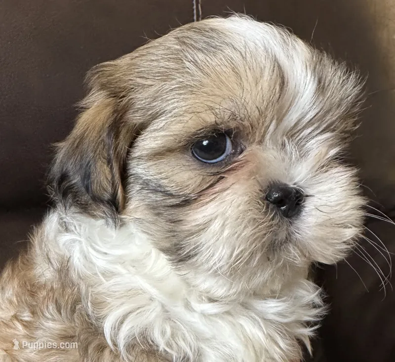 Yellow Collar – Shih Tzu puppy for sale in Coatsburg, IL