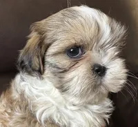 Yellow Collar, a female Shih Tzu for sale in Coatsburg, IL – 1 of 8