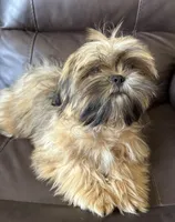 Copper, a male Shih Tzu for sale in Coatsburg, IL – 5 of 8