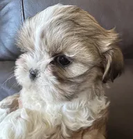Yellow Collar, a female Shih Tzu for sale in Coatsburg, IL – 3 of 8