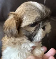 Orange Collar, a male Shih Tzu for sale in Coatsburg, IL – 8 of 9