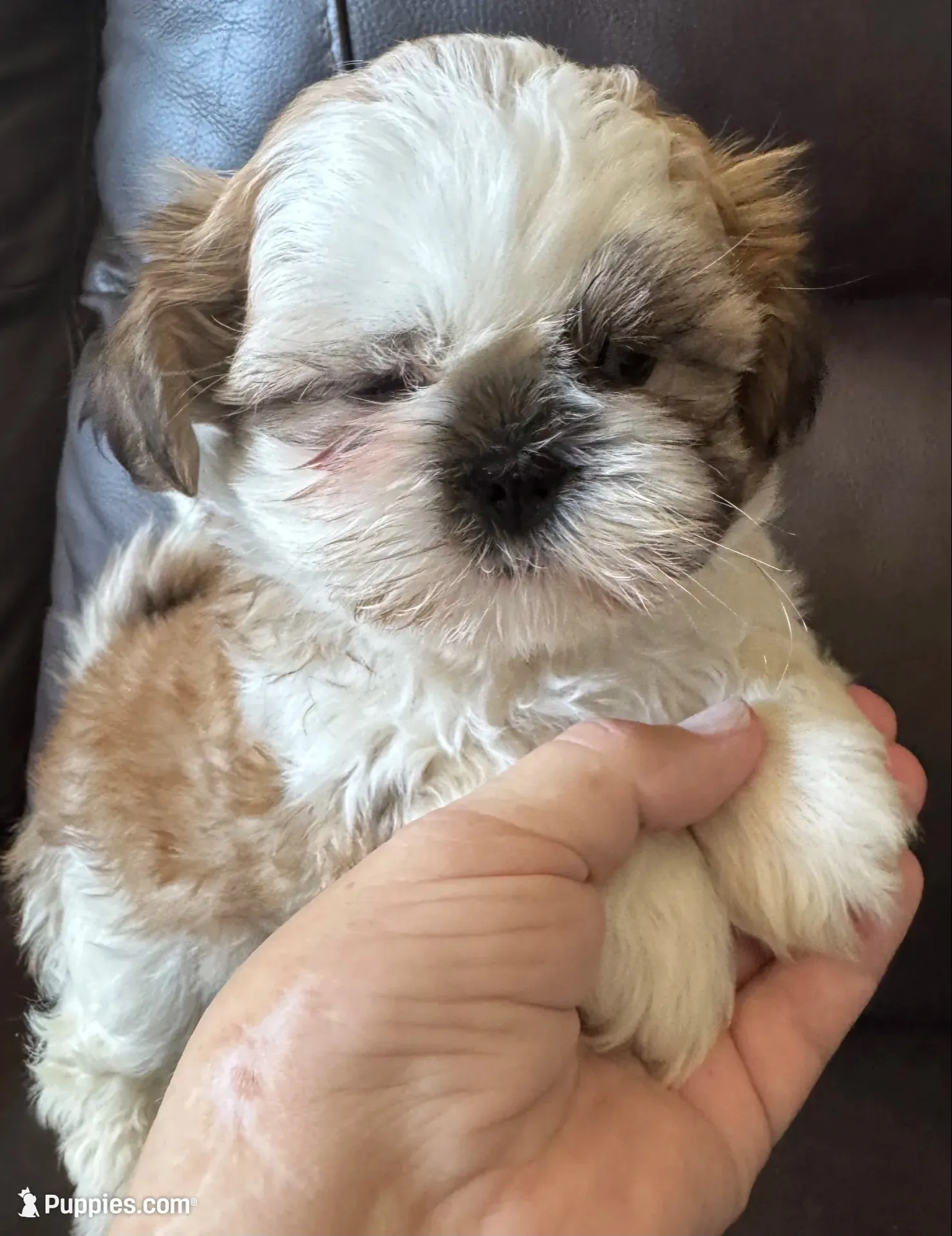 Brown Collar, a male Shih Tzu for sale in Coatsburg, IL – 2 of 10