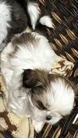 Daisy (yelllow collar), a female Shih Tzu for sale in Coatsburg, IL – 2 of 6