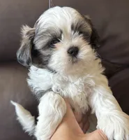 Grey Collar, a male Shih Tzu for sale in Coatsburg, IL – 9 of 9