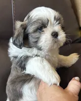 Grey Collar, a male Shih Tzu for sale in Coatsburg, IL – 6 of 9