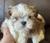 Blue Collar, a male Shih Tzu for sale in Coatsburg, IL – 4 of 9