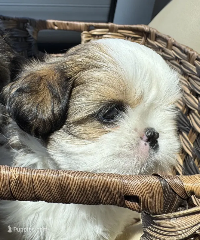 Daisy (yelllow collar) – Shih Tzu puppy for sale in Coatsburg, IL