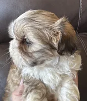 Yellow Collar, a female Shih Tzu for sale in Coatsburg, IL – 2 of 8