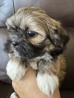 Pink Collar, a female Shih Tzu for sale in Coatsburg, IL – 3 of 7