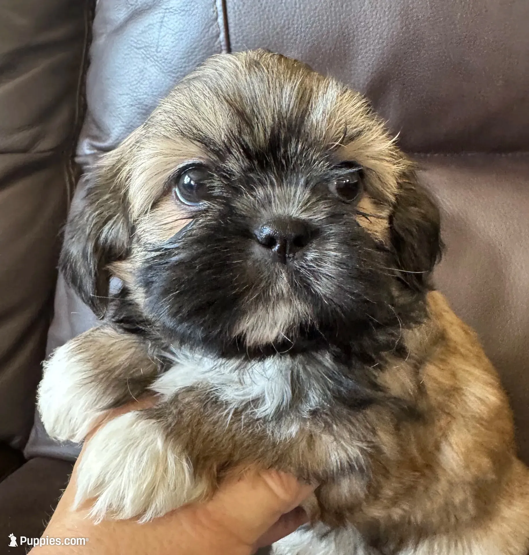 Pink Collar, a female Shih Tzu for sale in Coatsburg, IL – 1 of 7