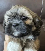 Pink Collar, a female Shih Tzu for sale in Coatsburg, IL – 4 of 7