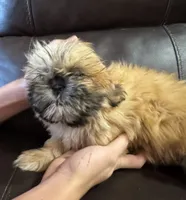 Red ((brown collar), a male Shih Tzu for sale in Coatsburg, IL – 2 of 5