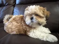 Sassy (red collar), a female Shih Tzu for sale in Coatsburg, IL – 1 of 5