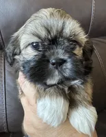 Pink Collar, a female Shih Tzu for sale in Coatsburg, IL – 6 of 7