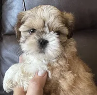 Yellow Collar, a female Shih Tzu for sale in Coatsburg, IL – 4 of 8