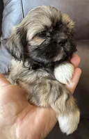 Pink Collar, a female Shih Tzu for sale in Coatsburg, IL – 7 of 7