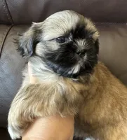 Green Collar, a male Shih Tzu for sale in Coatsburg, IL – 2 of 8