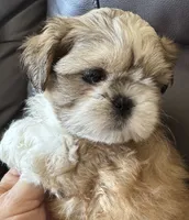 Red Collar, a female Shih Tzu for sale in Coatsburg, IL – 4 of 7