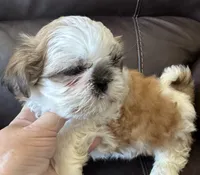 Brown Collar, a male Shih Tzu for sale in Coatsburg, IL – 5 of 10