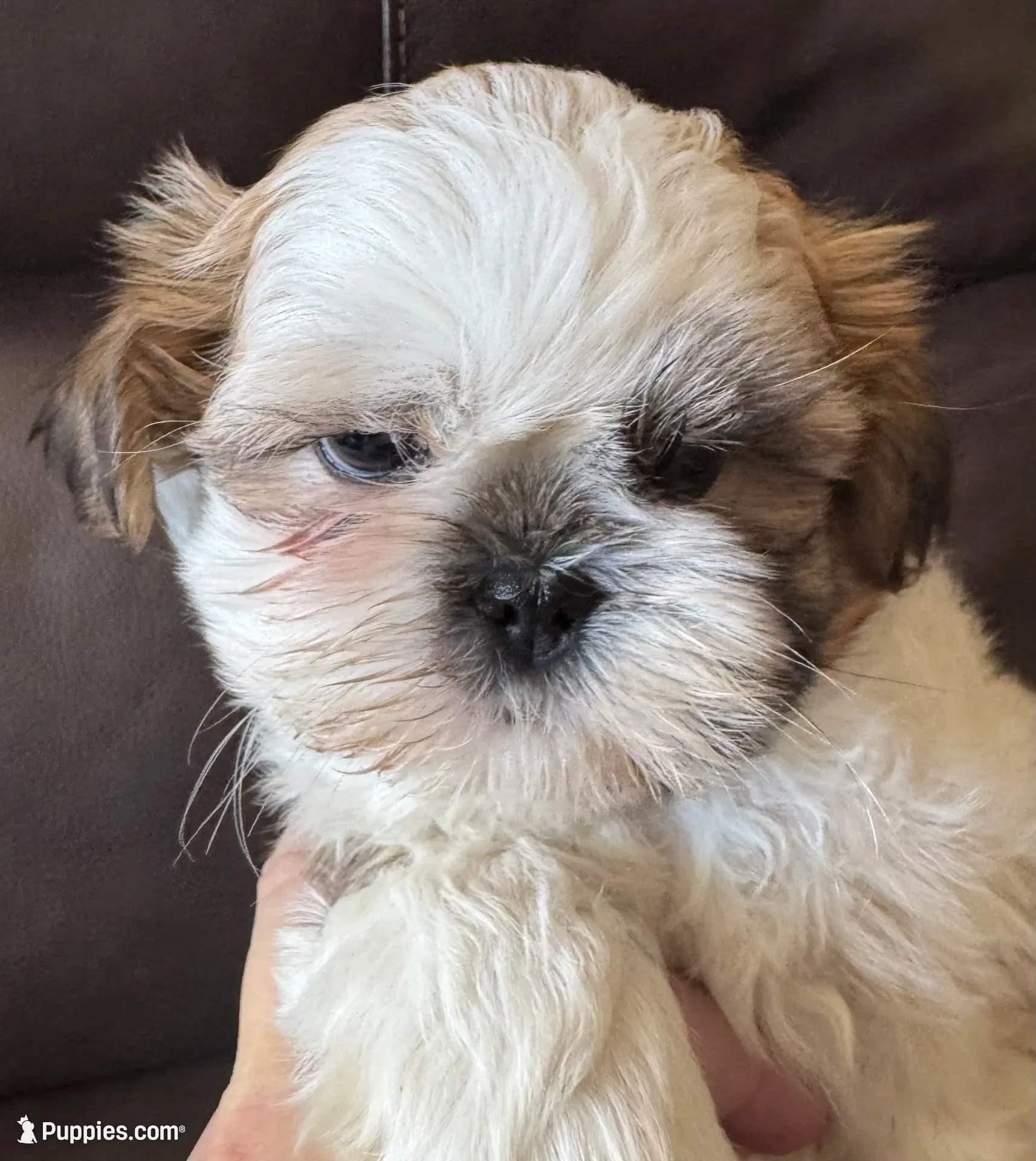 Brown Collar, a male Shih Tzu for sale in Coatsburg, IL – 3 of 10