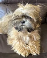 Copper, a male Shih Tzu for sale in Coatsburg, IL – 3 of 8
