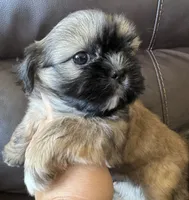 Green Collar, a male Shih Tzu for sale in Coatsburg, IL – 6 of 8