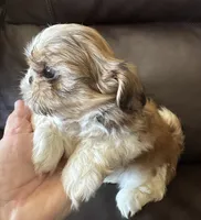 Blue Collar, a male Shih Tzu for sale in Coatsburg, IL – 3 of 9