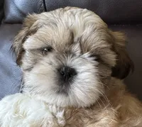 Red Collar, a female Shih Tzu for sale in Coatsburg, IL – 6 of 7