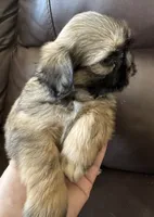 Green Collar, a male Shih Tzu for sale in Coatsburg, IL – 7 of 8