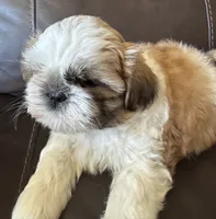 Brown Collar, a male Shih Tzu for sale in Coatsburg, IL – 9 of 10