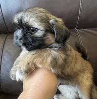 Green Collar, a male Shih Tzu for sale in Coatsburg, IL – 5 of 8