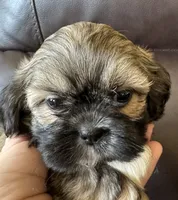 Pink Collar, a female Shih Tzu for sale in Coatsburg, IL – 2 of 7