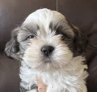 Grey Collar, a male Shih Tzu for sale in Coatsburg, IL – 4 of 9