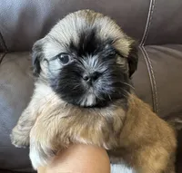 Green Collar, a male Shih Tzu for sale in Coatsburg, IL – 3 of 8