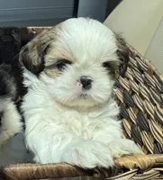 Daisy (yelllow collar), a female Shih Tzu for sale in Coatsburg, IL – 3 of 6