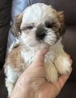 Brown Collar, a male Shih Tzu for sale in Coatsburg, IL – 7 of 10