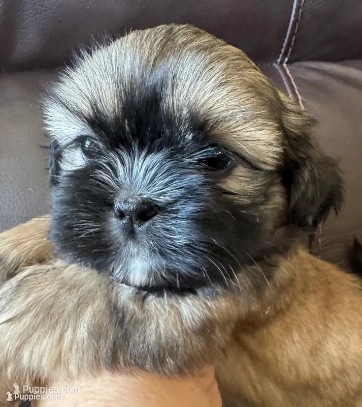 Green Collar – Shih Tzu puppy for sale in Coatsburg, IL