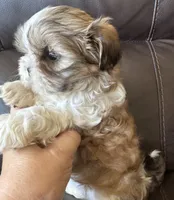 Yellow Collar, a female Shih Tzu for sale in Coatsburg, IL – 8 of 8