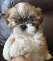 Orange Collar, a male Shih Tzu for sale in Coatsburg, IL – 7 of 9