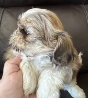 Blue Collar, a male Shih Tzu for sale in Coatsburg, IL – 6 of 9