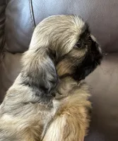 Green Collar, a male Shih Tzu for sale in Coatsburg, IL – 4 of 8